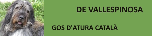 Criador de Gos d'Atura Català (pastor catalán, catalan sheepdog, berger catalan)
