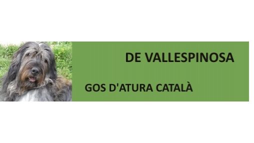 Criador de Gos d'Atura Català (pastor catalán, catalan sheepdog, berger catalan)
