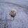 Maltese