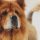 Chow chow
