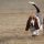 Basset Hound