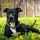 Amstaff