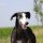 Galgo Español