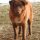 Perro de Montaña del Atlas o Aïdi