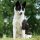 Laika Ruso Europeo 