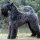 Kerry Blue Terrier