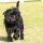 Affenpinscher