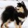 Perro Finlandés de Laponia
