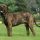 Fila Brasileño