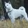 Kishu