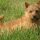 Norwich Terrier