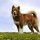 Perro Esquimal Canadiense