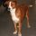 Pinscher Austriaco