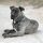 Presa Canario