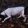 Sabueso del Ariege