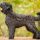 Terrier Ruso Negro