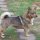 Vallhund Sueco