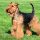 Welsh Terrier