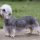 Dandie Dinmont Terrier