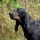 Perro Negro y Fuego para la Caza del Mapache