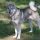 Laika de Siberia Oriental