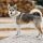 Laika de Siberia Occidental