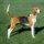 Foxhound Americano