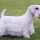 Sealyham Terrier