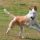 Podenco Portugués