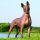 Xoloitzcuintle