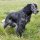Spaniel Azul de Picardia