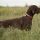 Pudelpointer
