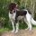 Spaniel Francés