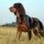 Spaniel Picardo