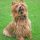 Australian Terrier