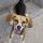 Beagle Harrier