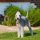 Bedlington Terrier