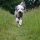 Bearded Collie