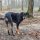 Beauceron