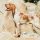 Braco Italiano
