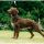 Spaniel de Pont-Audemer
