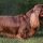Sussex Spaniel