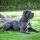 Cane Corso Italiano