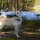 Buhund Noruego