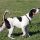 Perro de Granja Danés y Sueco