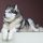 Malamute de Alaska