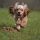 Cocker Spaniel Americano