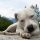 Dogo Argentino