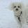 Bichón Frisé