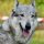 Perro Lobo Checoslovaco